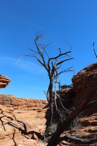 Kings Canyon & Alice Springs-073
